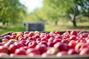 Cidre du Pays d'Othe