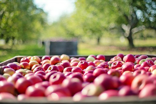 Cidre du Pays d'Othe